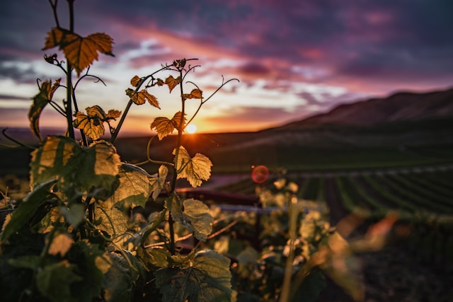 Exploring Napa Valley Wine Country: The Ultimate First-Timer’s Guide (with a Stylish Twist